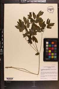 Caulophyllum thalictroides image