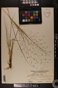 Eragrostis elliottii image