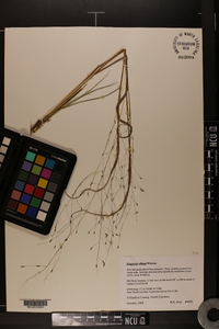 Eragrostis elliottii image