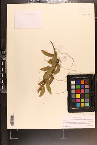 Cuscuta compacta image