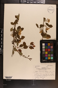 Crataegus ovata image