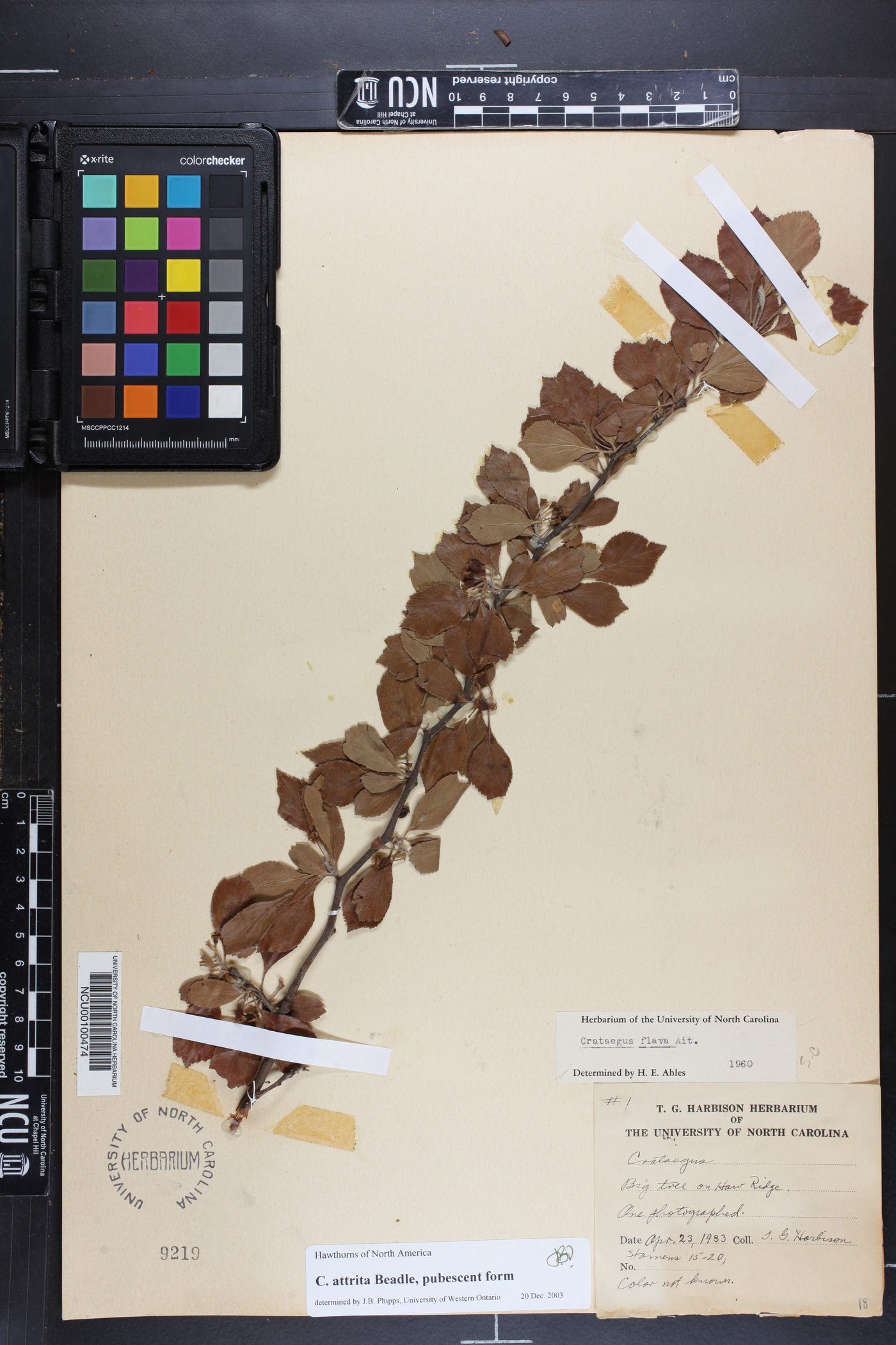 Crataegus attrita image
