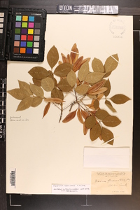 Fraxinus caroliniana image