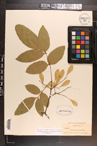 Fraxinus caroliniana image