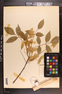 Fraxinus caroliniana image