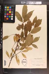 Fraxinus caroliniana image
