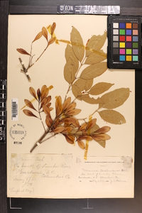 Fraxinus caroliniana image