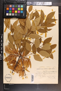 Fraxinus caroliniana image