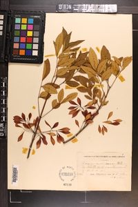 Fraxinus caroliniana image