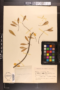 Fraxinus caroliniana image