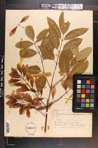 Fraxinus caroliniana image