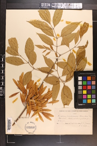 Fraxinus caroliniana image