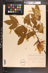 Fraxinus caroliniana image