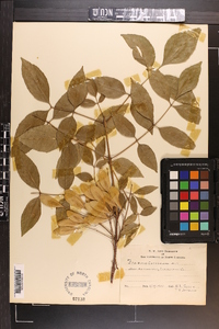 Fraxinus caroliniana image