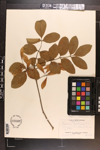 Fraxinus caroliniana image