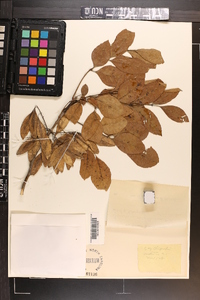 Fraxinus caroliniana image