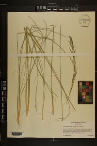 Sporobolus pinetorum image