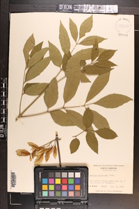 Fraxinus caroliniana image