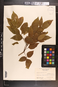 Fraxinus caroliniana image