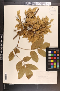 Fraxinus caroliniana image