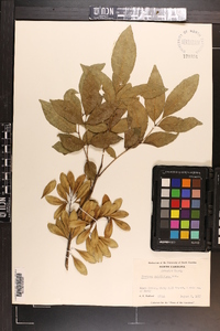 Fraxinus caroliniana image