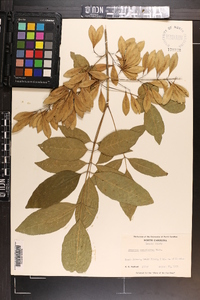 Fraxinus caroliniana image