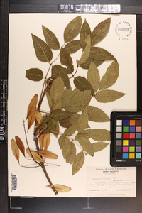 Fraxinus caroliniana image