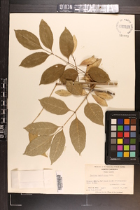 Fraxinus caroliniana image