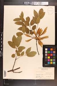 Fraxinus caroliniana image