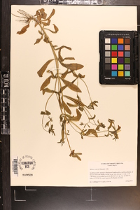 Sabatia calycina image