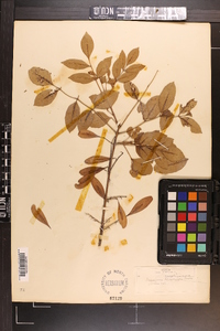 Fraxinus caroliniana image