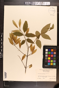 Fraxinus caroliniana image