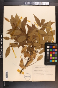 Fraxinus caroliniana image