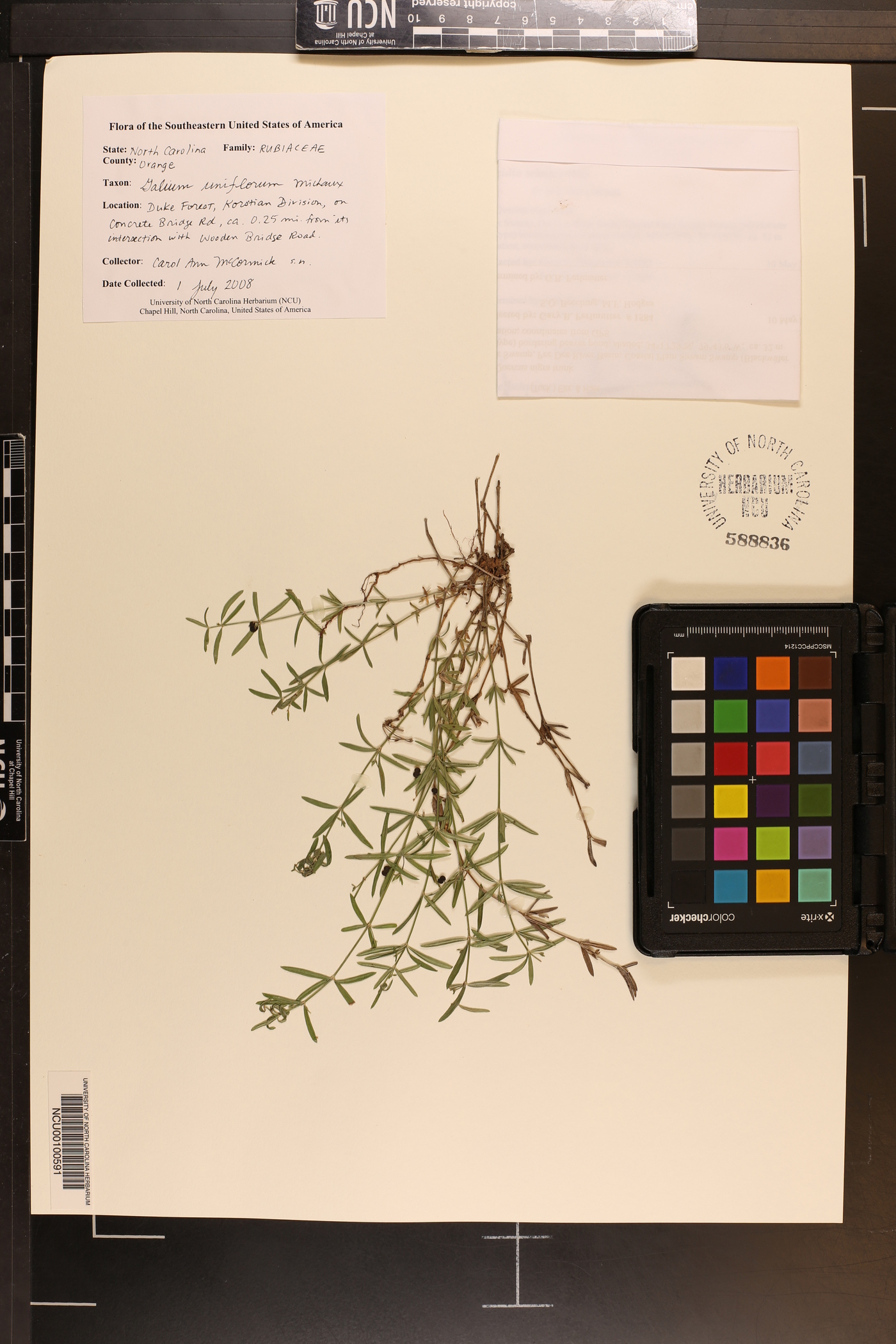 Galium uniflorum image