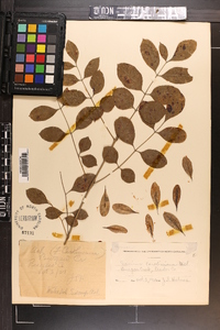 Fraxinus caroliniana image