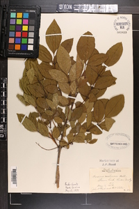 Fraxinus caroliniana image