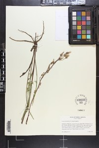 Lactuca floridana image