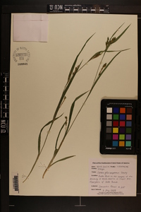 Carex flaccosperma image