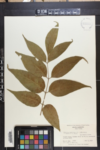 Fraxinus biltmoreana image