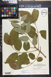 Fraxinus biltmoreana image