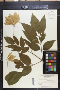 Fraxinus caroliniana image