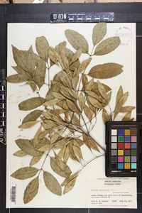 Fraxinus caroliniana image