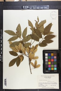 Fraxinus caroliniana image