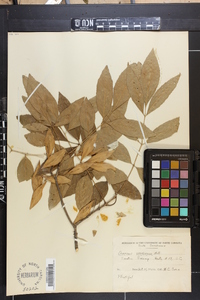 Fraxinus caroliniana image