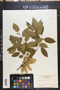 Fraxinus caroliniana image