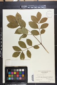 Fraxinus caroliniana image