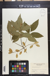 Fraxinus caroliniana image