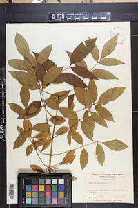 Fraxinus caroliniana image