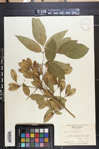 Fraxinus caroliniana image