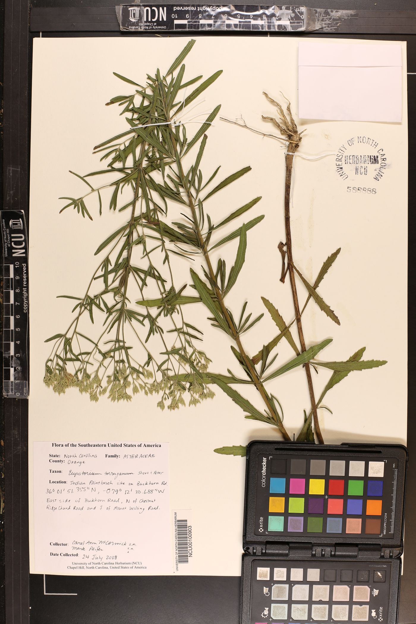 Eupatorium torreyanum image